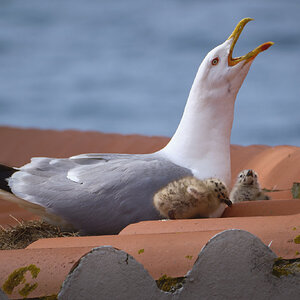 DSCF0279.jpg