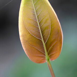 Nikon 55mm f3_5-6.jpg