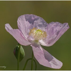 Papaver somniferum.jpg