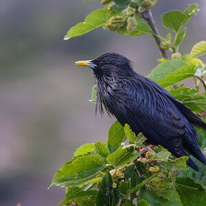 Sturnus-unicolor.jpg
