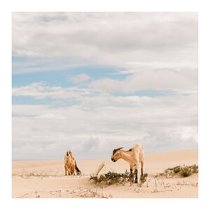 fotografo-fuerteventura-corralejo-playa-cabra-pasto-arena-cielo.jpg