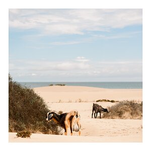fotografo-fuerteventura-corralejo-playa-cabra-cuerno-pasto-arena-cielo.jpg
