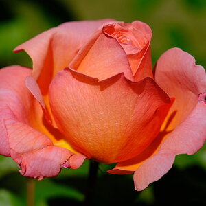 DSCF4710.JPG