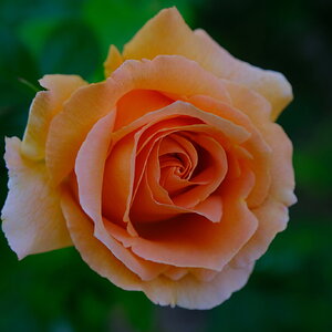 DSCF4500.JPG