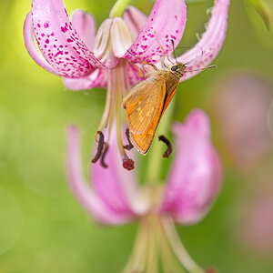 _DSF4069-Mejorado-NRF.jpg