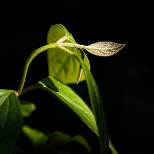 Dornajos 20250625-5.jpg