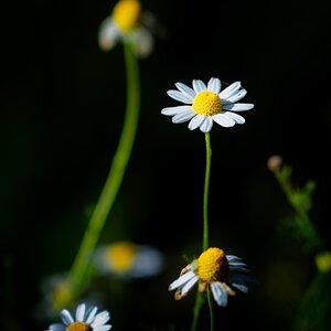 Dornajos 20250625-6.jpg
