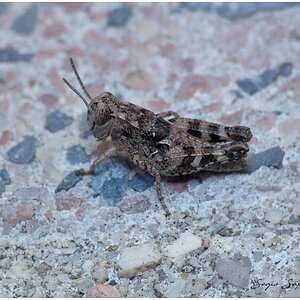 Saltamontes.jpg