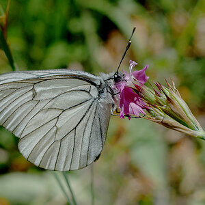 25LM0732b.jpg