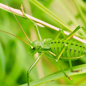 Saltamontes.jpg
