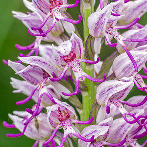 Orchis_simia_DSF8215F.jpg
