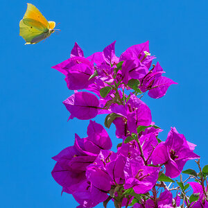 _DSF7925F.jpg