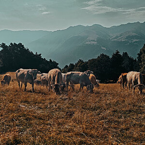 Vacas-2.jpg