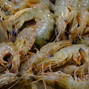 DSCF7209.JPG