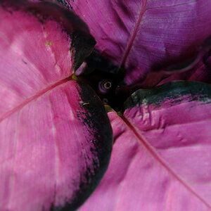 DSCF7062.JPG