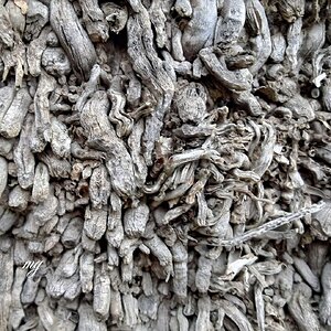 “El lenguaje del árbol”