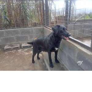 “Milagros, perrita rescatada en un refugio de Chile”
