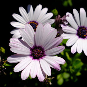 DSCF9104.JPG