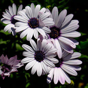 DSCF9086.JPG