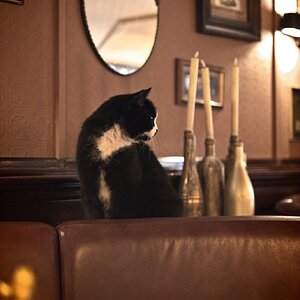 Dia02_Gato_no_café.jpg