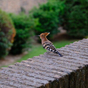 DSCF9293.JPG