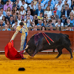 20250926@200854_850TOROS  DE VICTORIANO DEL RIO EN LA MAESTRANZA -   JUAN ORTEGA TORO BOCINERO...jpg