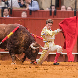 20250928@184944_310TOROS  DE NUÑEZ DEL CUVILLO   EN LA MAESTRANZA -   JAVIER ZULUETA (ALTERNAT...jpg