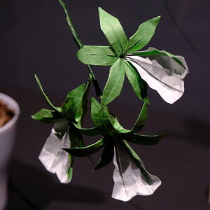 DSCF9638.JPG