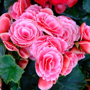 DSCF9854.JPG