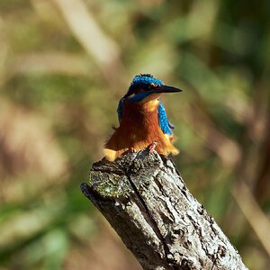 Martin arrantzalea1.jpg