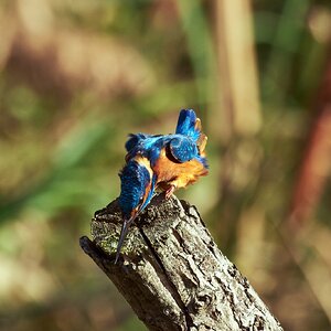 Martin arrantzalea3.jpg