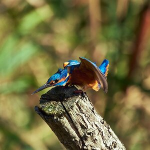 Martin arrantzalea4.jpg