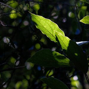 Olympus OM 85mm f2 - 102025-8.jpg