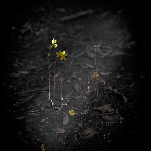 Olympus OM 85mm f2 - 102025-1.jpg