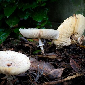 Olympus OM 85mm f2 - 102025-4.jpg