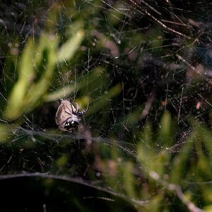 Olympus OM 85mm f2 - 102025-3.jpg