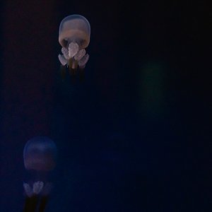medusas (1 de 1)-8.jpg