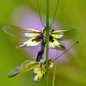 Libelloides-cunii_DSF4066B.jpg