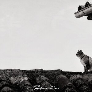 el gato.jpg