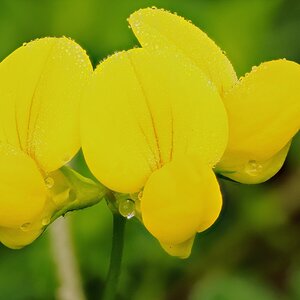 Flor amarilla.JPG