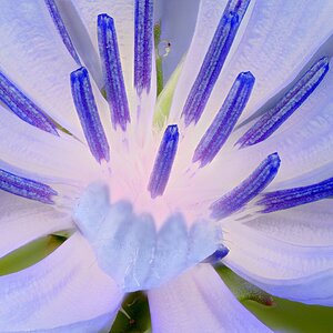 Flor azul.jpg