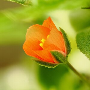 Flor naranja IV.JPG