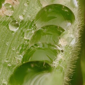 Gotas en hoja.jpg