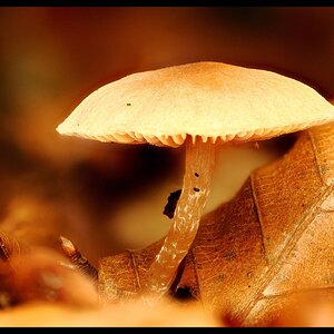 2026-10-10-16.33.03 ZS PMax_S.jpg
