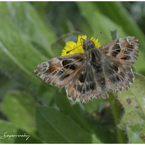 Mariposa peque.jpg