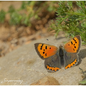 MARIPOSA MANTO BICOLOR.jpg