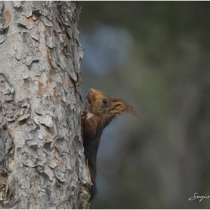 ARDILLA ROJA.jpg