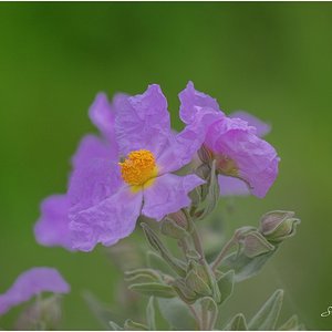 FLOR JARA ROSA.jpg