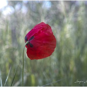 AMAPOLA.jpg