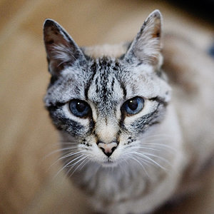 Lilo 50mm.jpg
